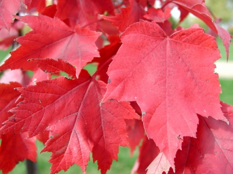 Klon czerwony (Acer rubrum) Red Sunset